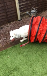 Buddy the White Border Collie Puppy Agility