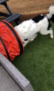 Buddy the White Border Collie Puppy Agility