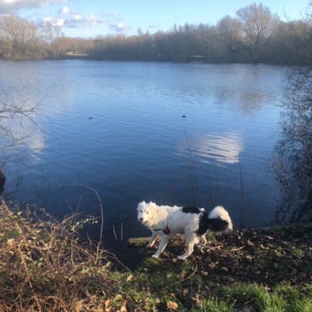 Buddy the White Border Collie Puppy