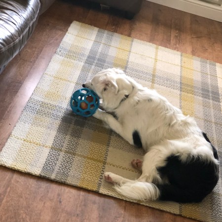 Buddy the White Border Collie Puppy