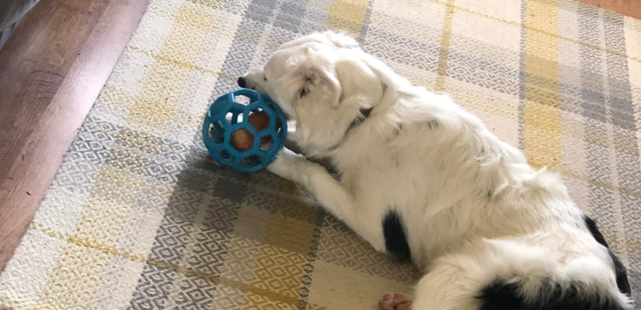 Buddy the White Border Collie Puppy
