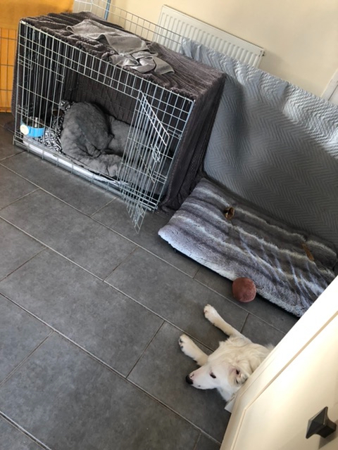 Buddy the White Border Collie Puppy