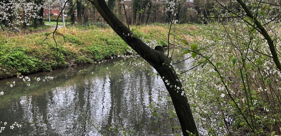 Cuckoos Hollow with Buddy the White Border Collie