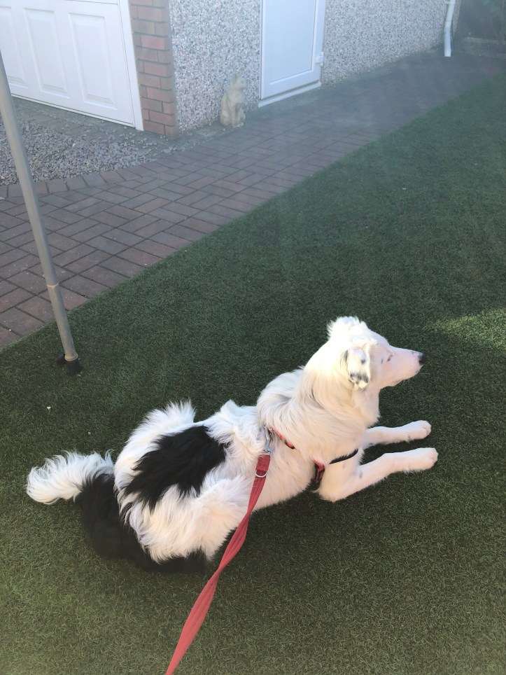 Buddy the White Border Collie Puppy