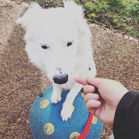 Buddy the White Border Collie