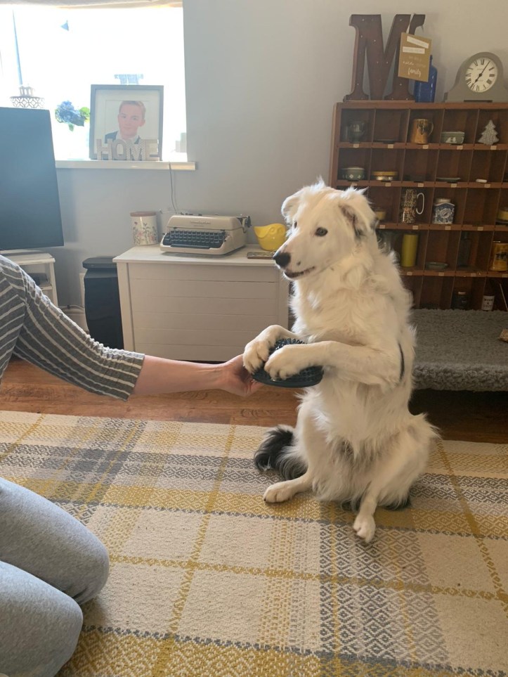 0c2e1897-bbff-4854-80dd-25e9dd2a5ba5